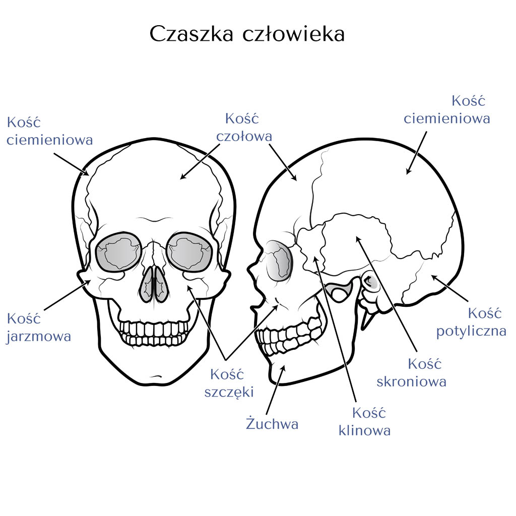 czaszka czlowieka - OT CO